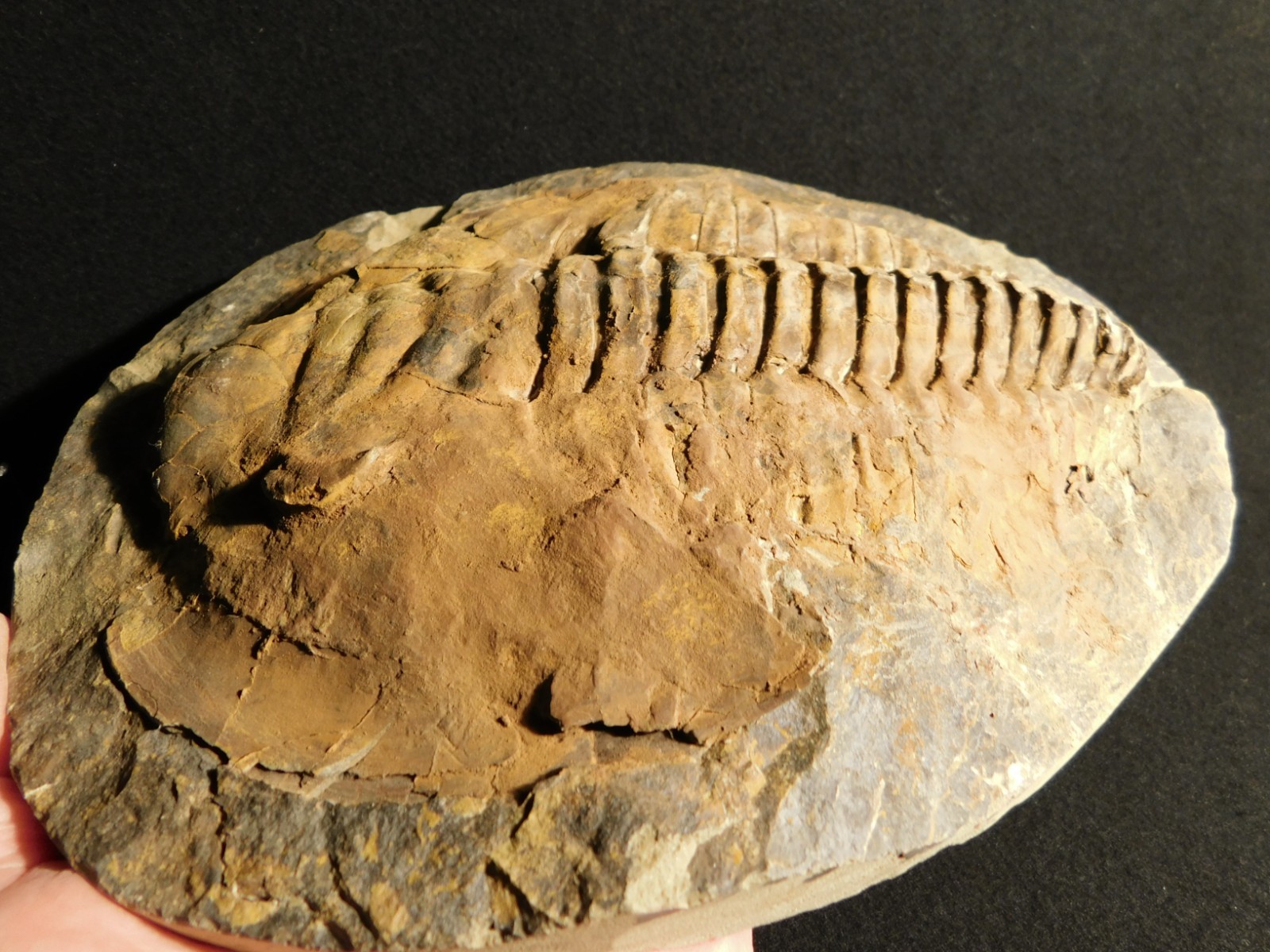 HUGE! 530 Million Year OLD! Andalusiana Trilobite Fossil Anif Morocco 3933gr