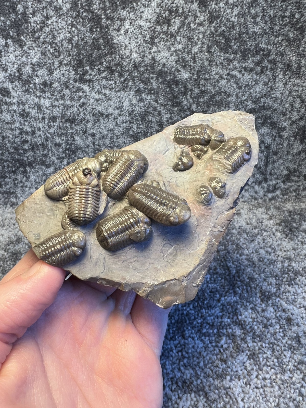 Austerops Trilobite Fossil Mortality Plate – Multiple Trilobites, Jorf