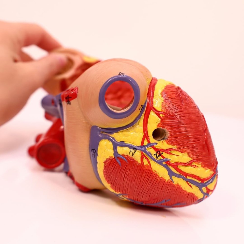 Lifelike Human Heart Model - Educational Kit