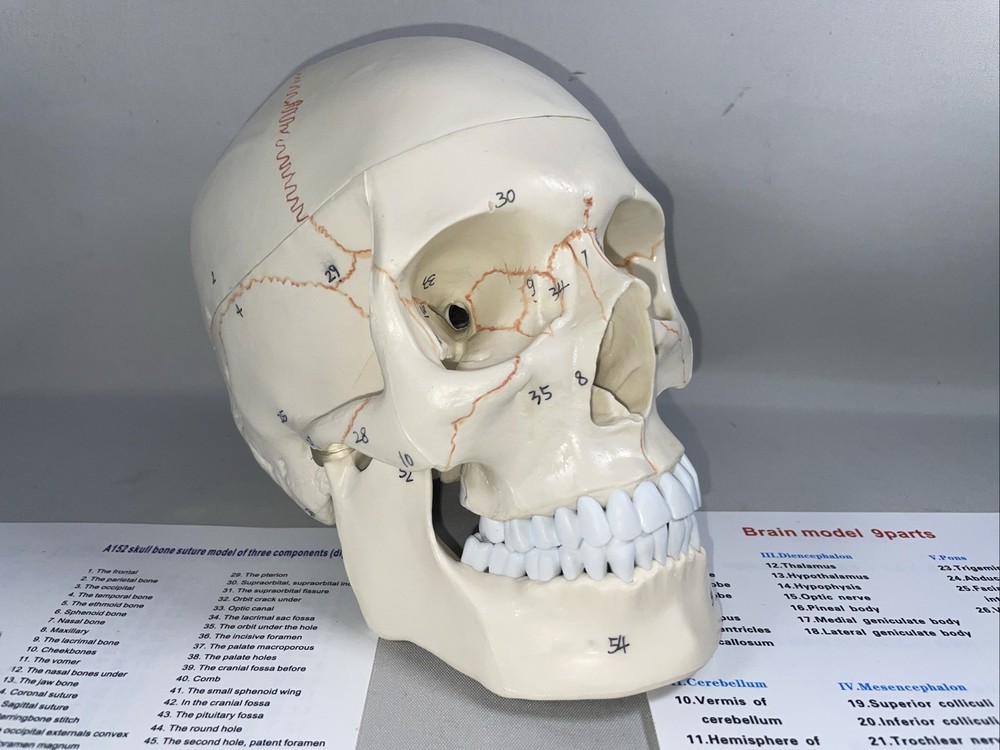 Human Skull Model Anatomical Teaching Skeleton Head Studying  Life Size