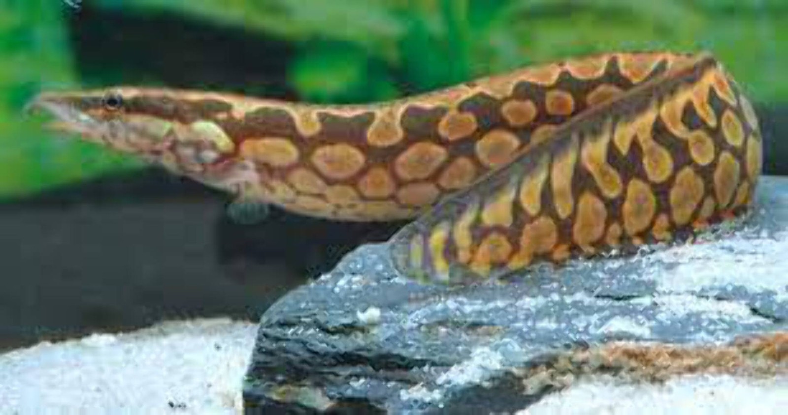 Tire Track Eel 4–5 Inch – Live Freshwater Spiny Eel – Unique Snake-Like Aquarium