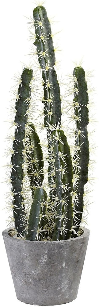 Decorative Cactus Garden with Cement Planter