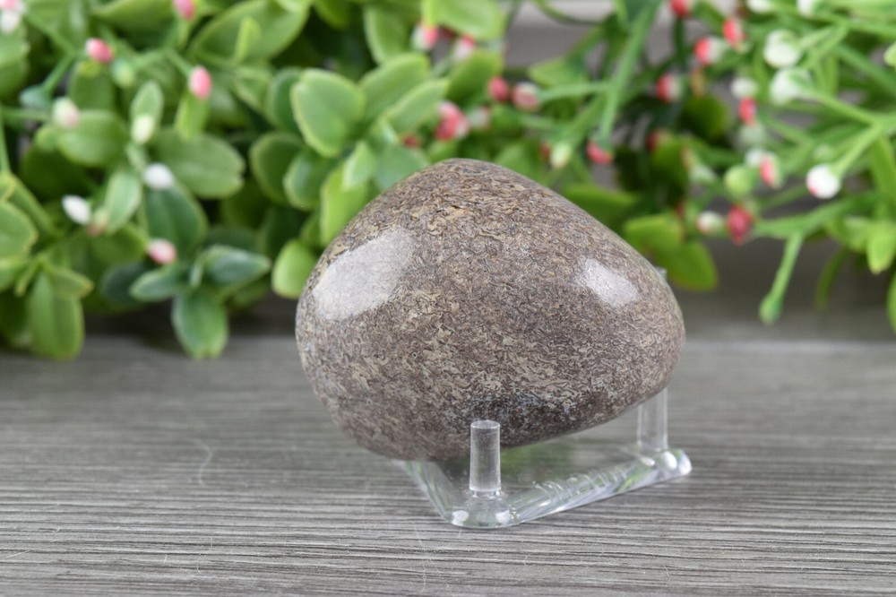 Polished Dinosaur Bone from Morocco 4.3 cm # 19871