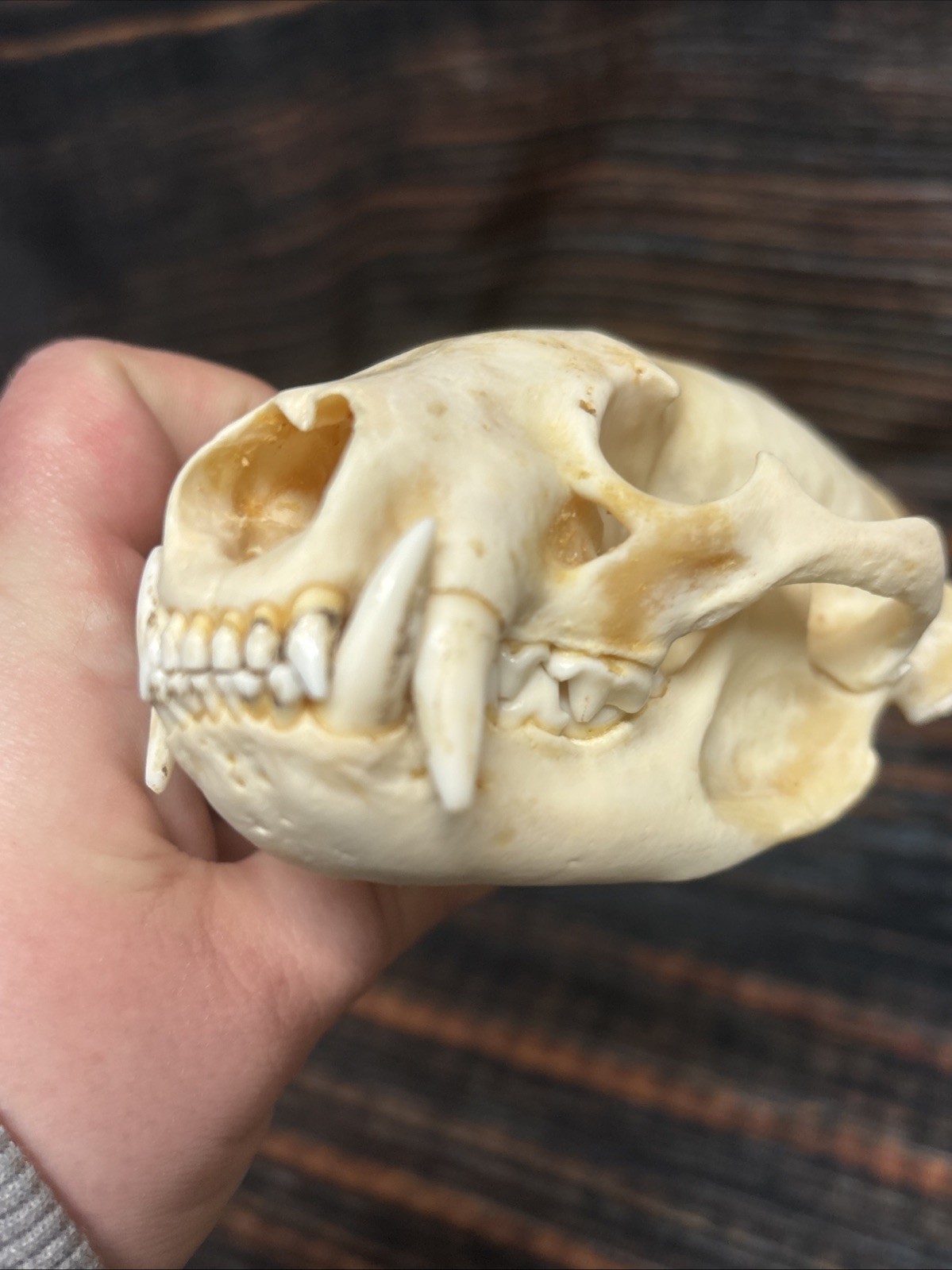 Real XL Badger Skull Unique Gift Halloween Craft Animal Mount Art Model Head Odd