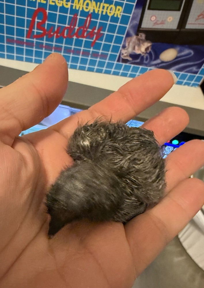 Ayam Cemani Hatching Eggs (10)–Read Description please!-Fertility Confirmed