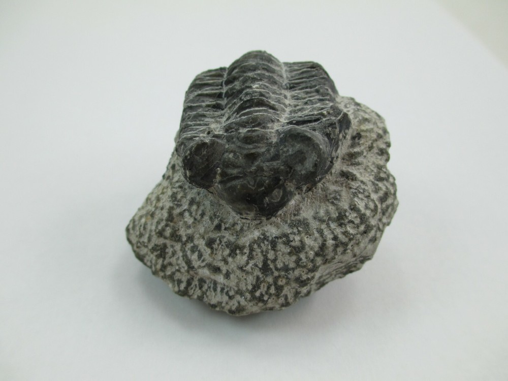 Trilobite Fossil Authentic? 008F