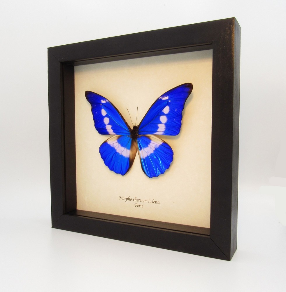 Real mounted butterfly - Sephisa chandra - A1