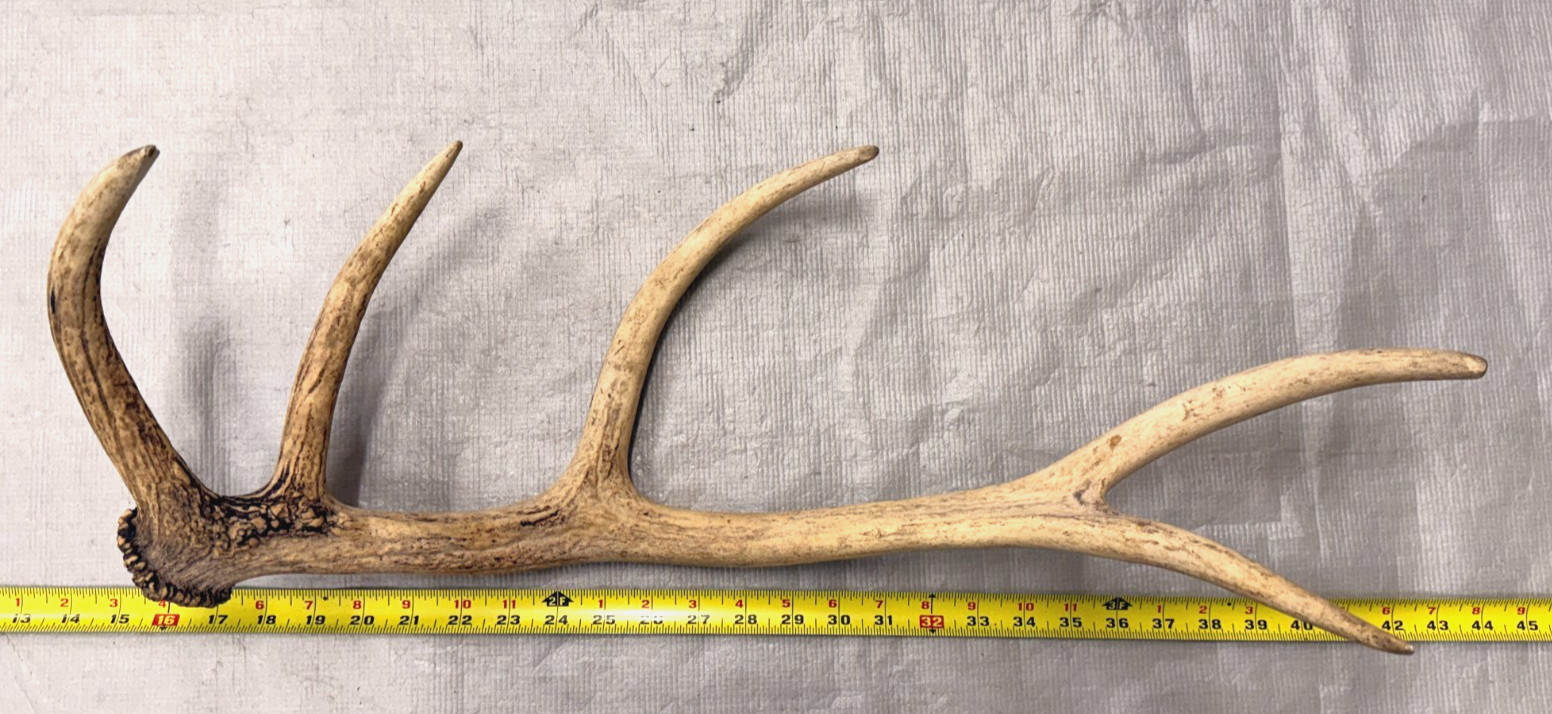 real stag antler shed crafts antlers decor rustic cabin wedding display prop