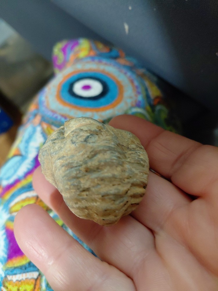 Trilobite Fossil From Morocco