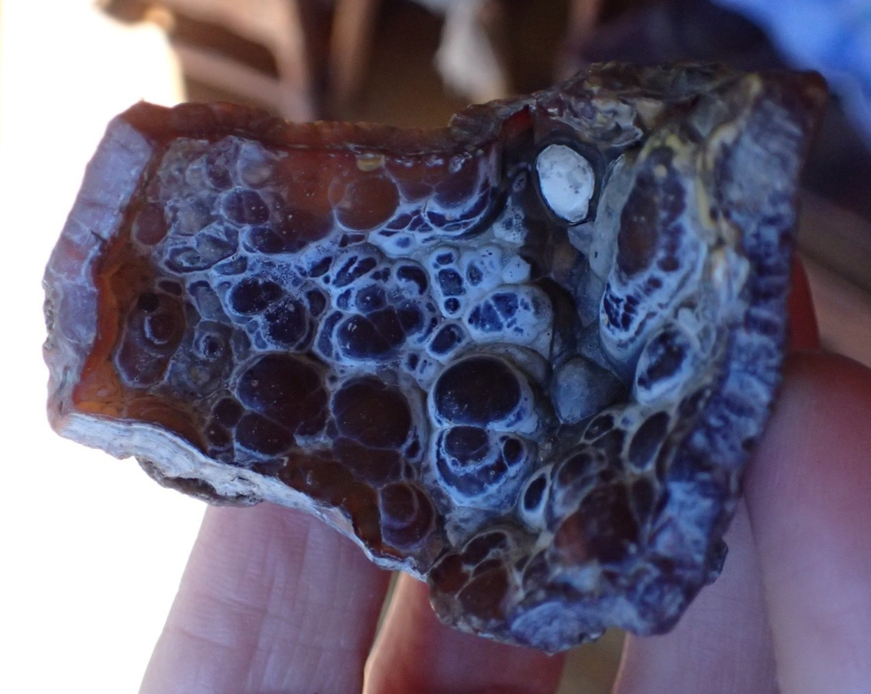 Botryoidal Fossil Coral Geode Fragment GA Agate Amber Display Sea Specimen WC41