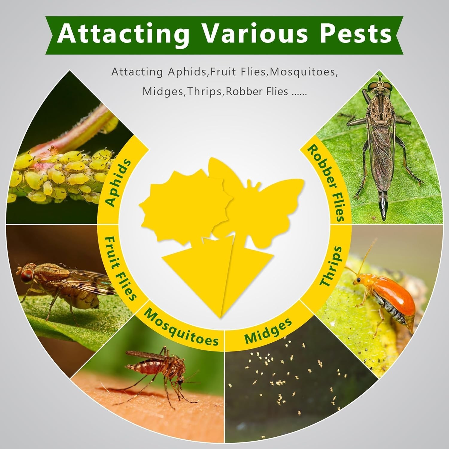 48PCS Sticky Fruit Fly Traps, Fungus Gnat Killer Trap use Indoor Outdoor