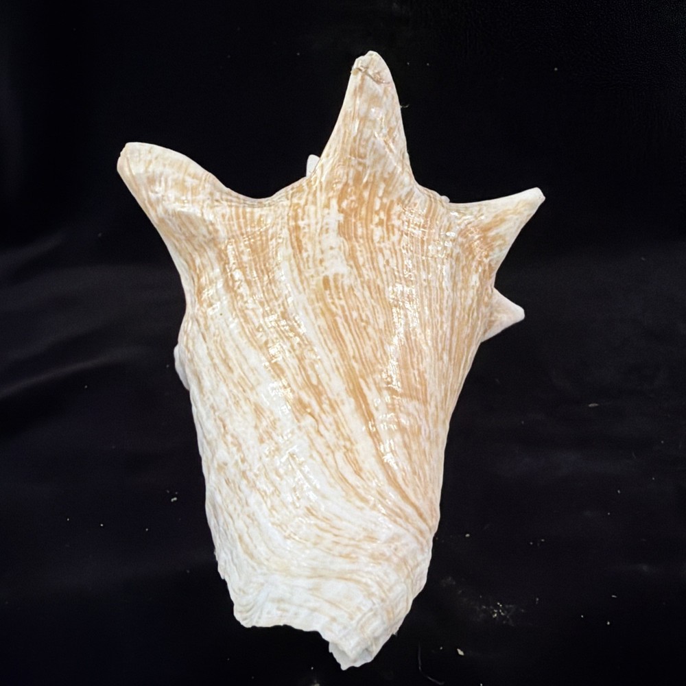 Queen Conch Shell 176.6mm No Collection Data (A666)