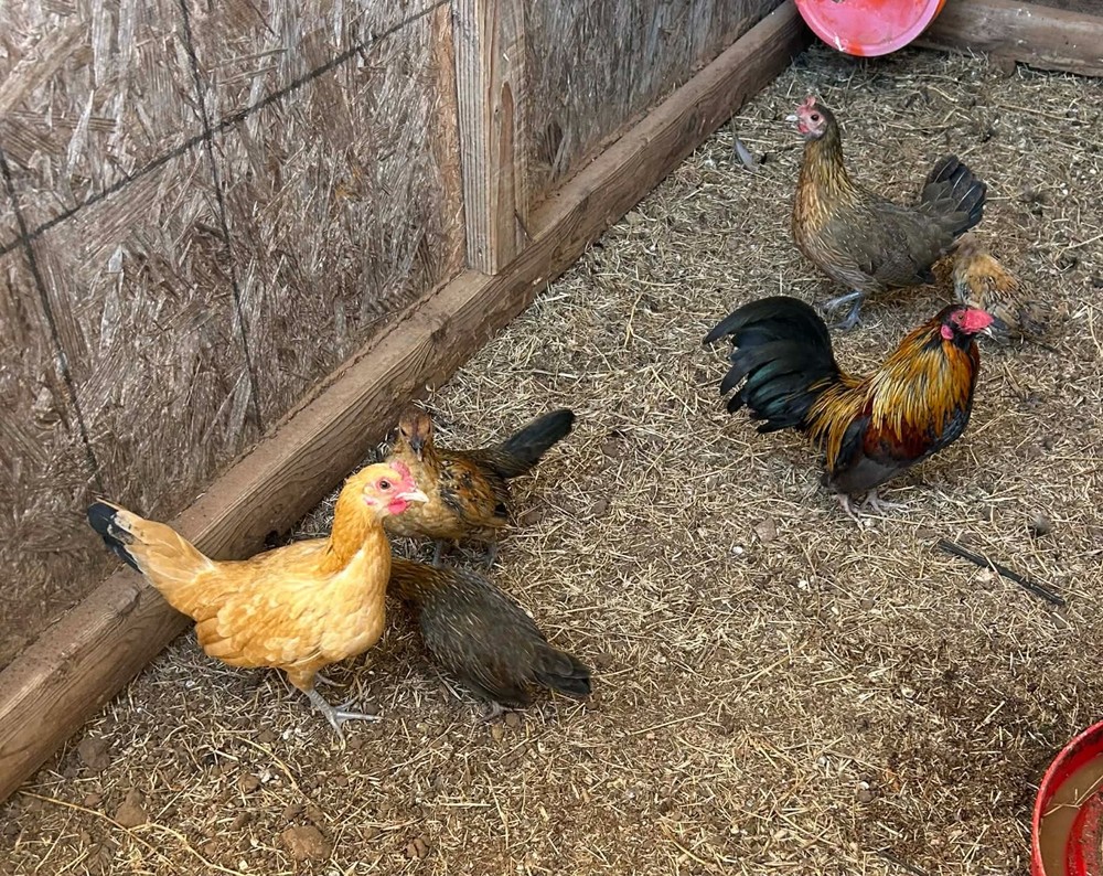 8 + Kikiriki Chicken Hatching Eggs.