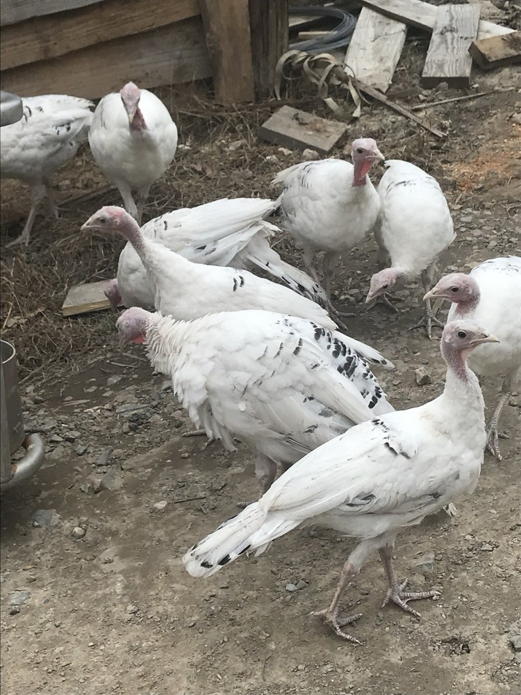 10 Royal Palm Turkey hatching eggs
