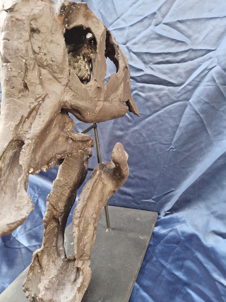 Androsaurus Head Fossil