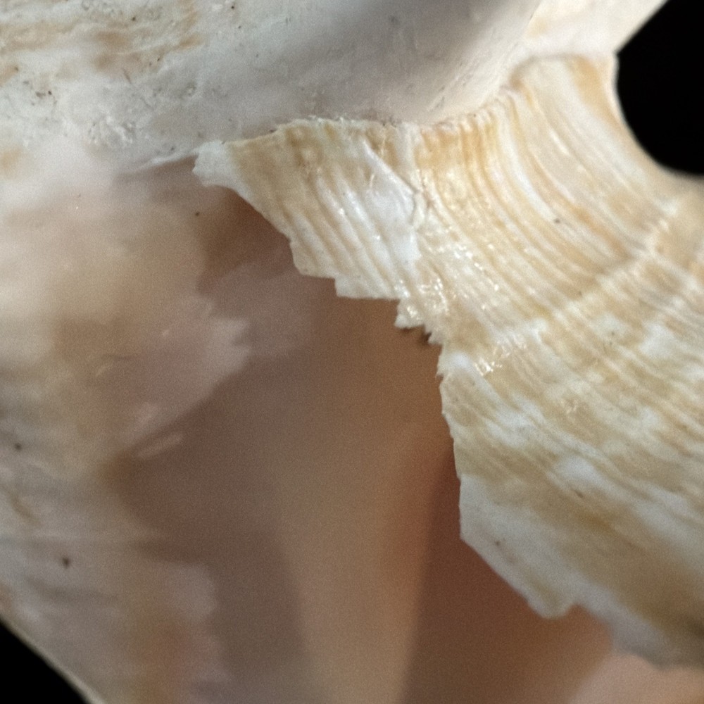 Queen Conch Shell 176.6mm No Collection Data (A666)