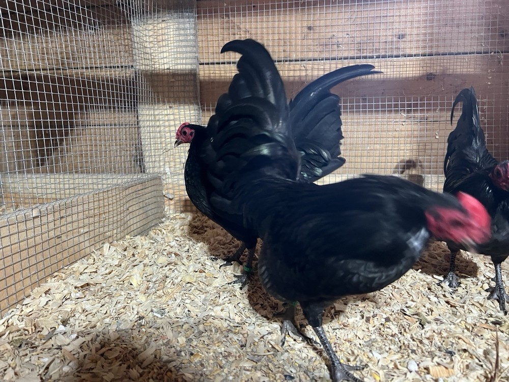 Black OEGB Hatching Eggs 10