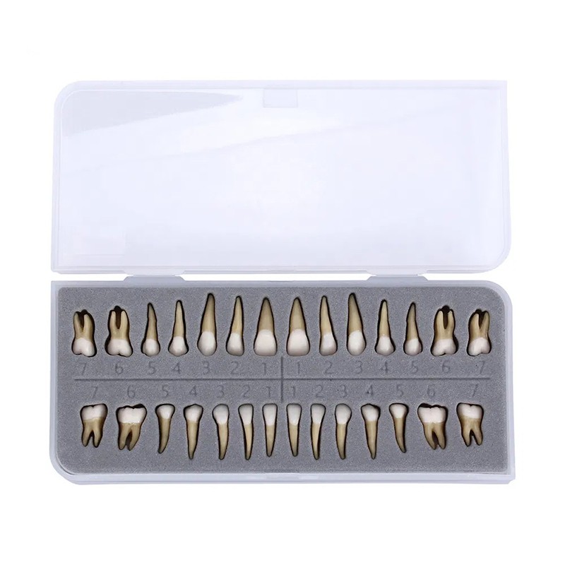 28pcs/kit Dental 1: 1 Permanent Teeth Demonstration Implant Teaching Study Model