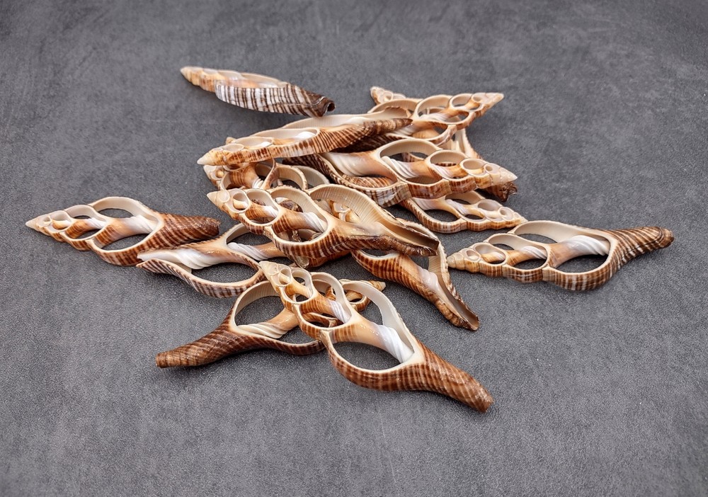 Center Cut Fox Shells (5 shells approx. 2+ inches)