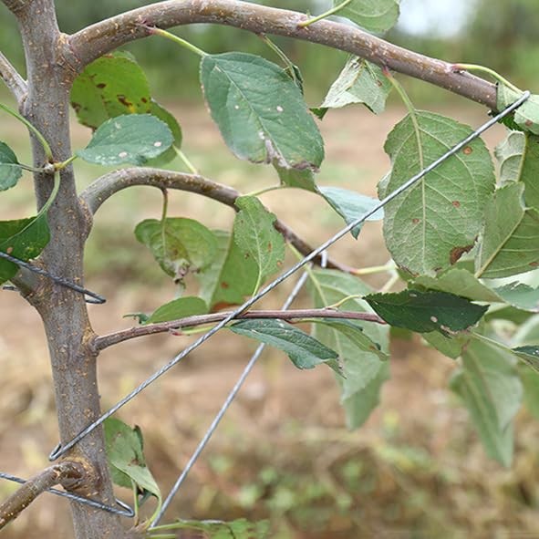 50 PCS Fruit Tree Branch Spreader 16 Inch Limb Spreaders Puller Plum Open Angle