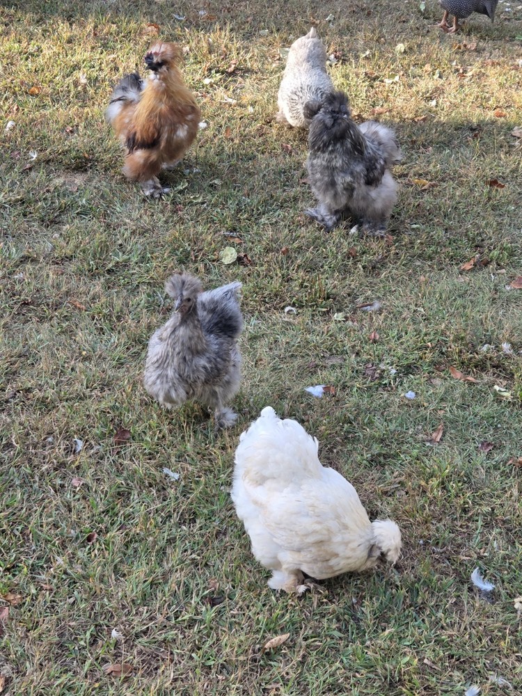 6+ Silkie Fertilized Eggs