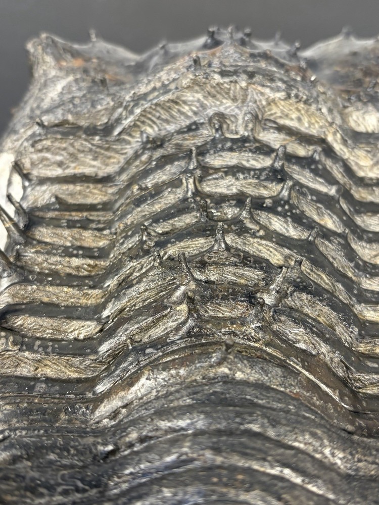 trilobite