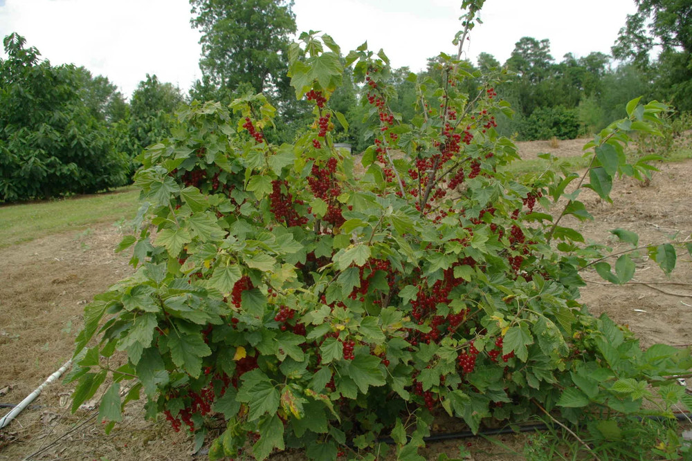 5 Red Currant Shrub Starter Plant Ribes rubrum 6-12" Bare Root