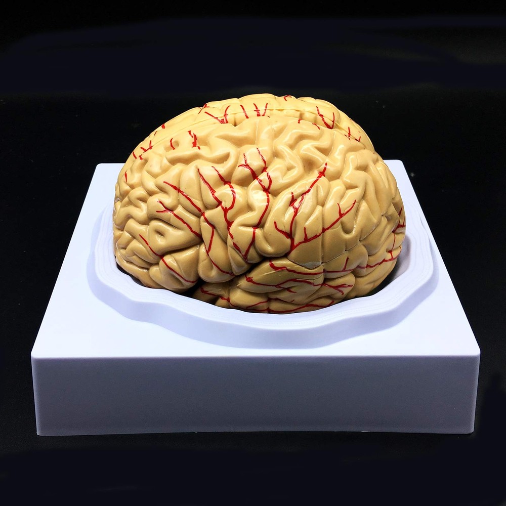 Human Brain Model, Anatomically Accurate Brain Model Life Size Human Brain An...