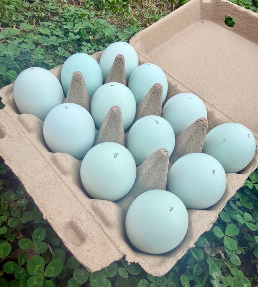 Whiting True Blue Hatching Eggs - x18+plus extras