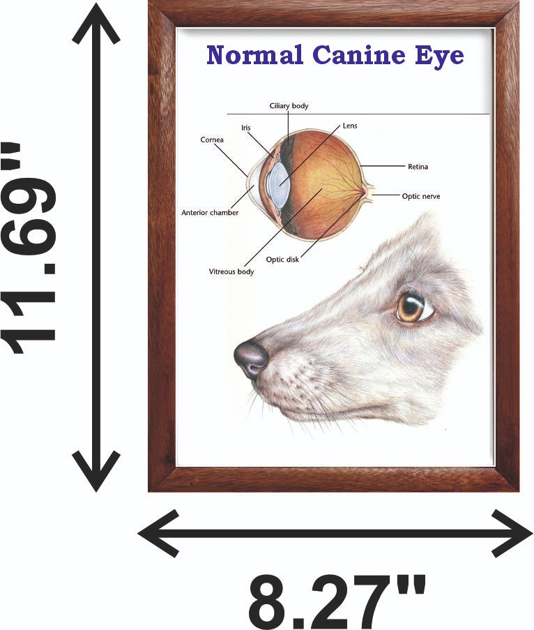 Normal Canine Eye Chart 12x18 inches