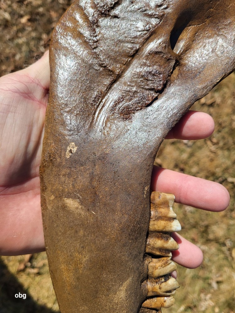 Historic Bison lower jaw bone buffalo