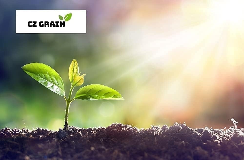 Millennium Live Asparagus Bare Root Plants 2yr Crowns