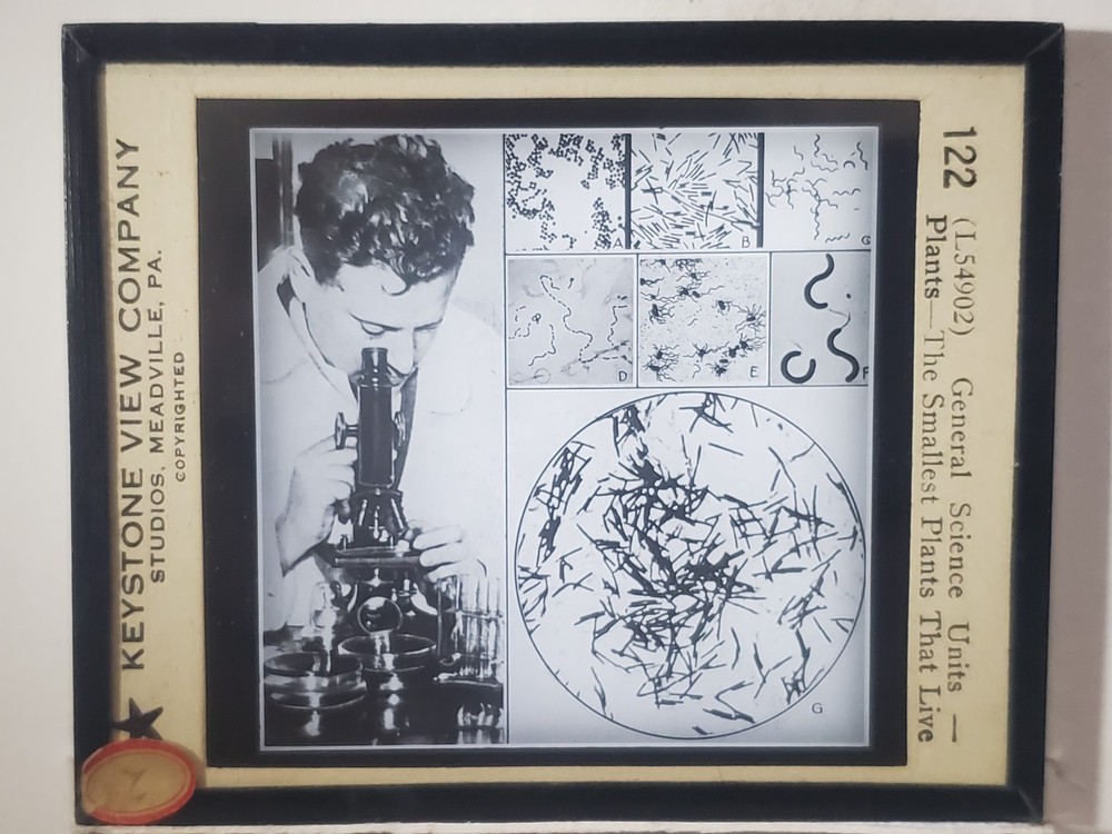 The Smallest Plants That Live, c1930's Magic Lantern Glass Slide