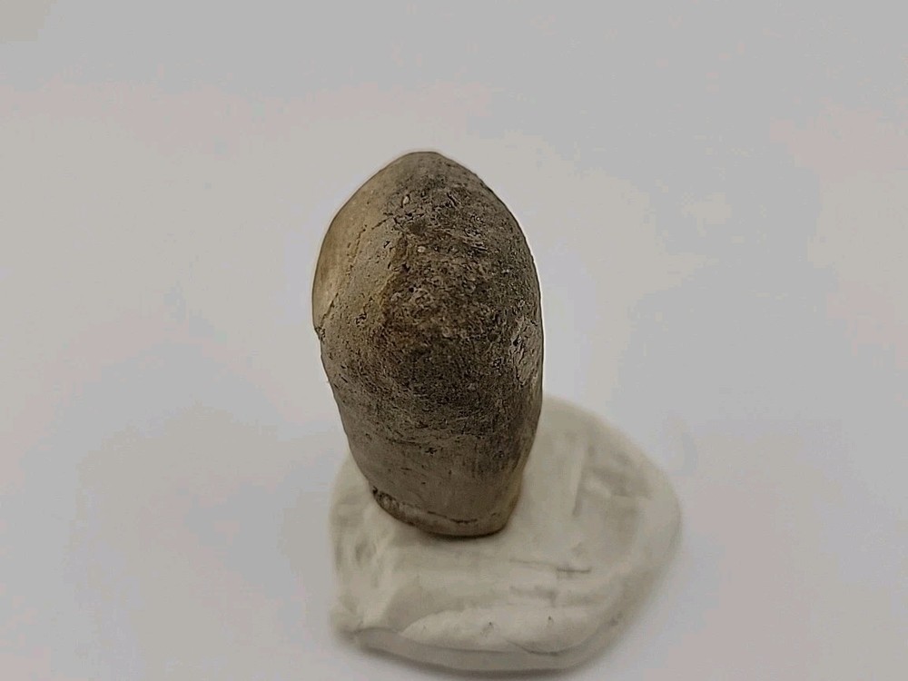 Egg Fossil Permineralized Snake 🐍
