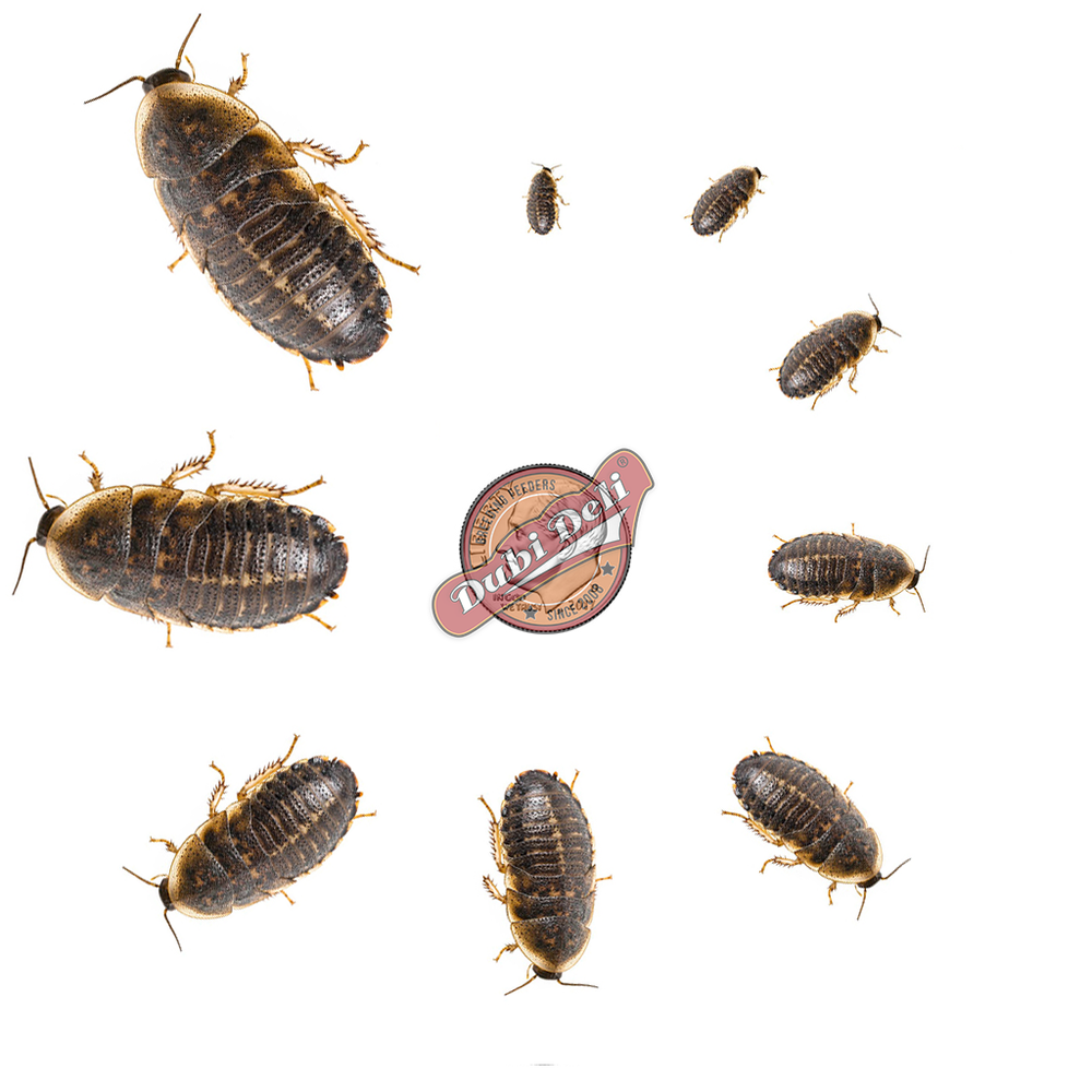 Dubia Roaches (Medium - 3 Sizes)