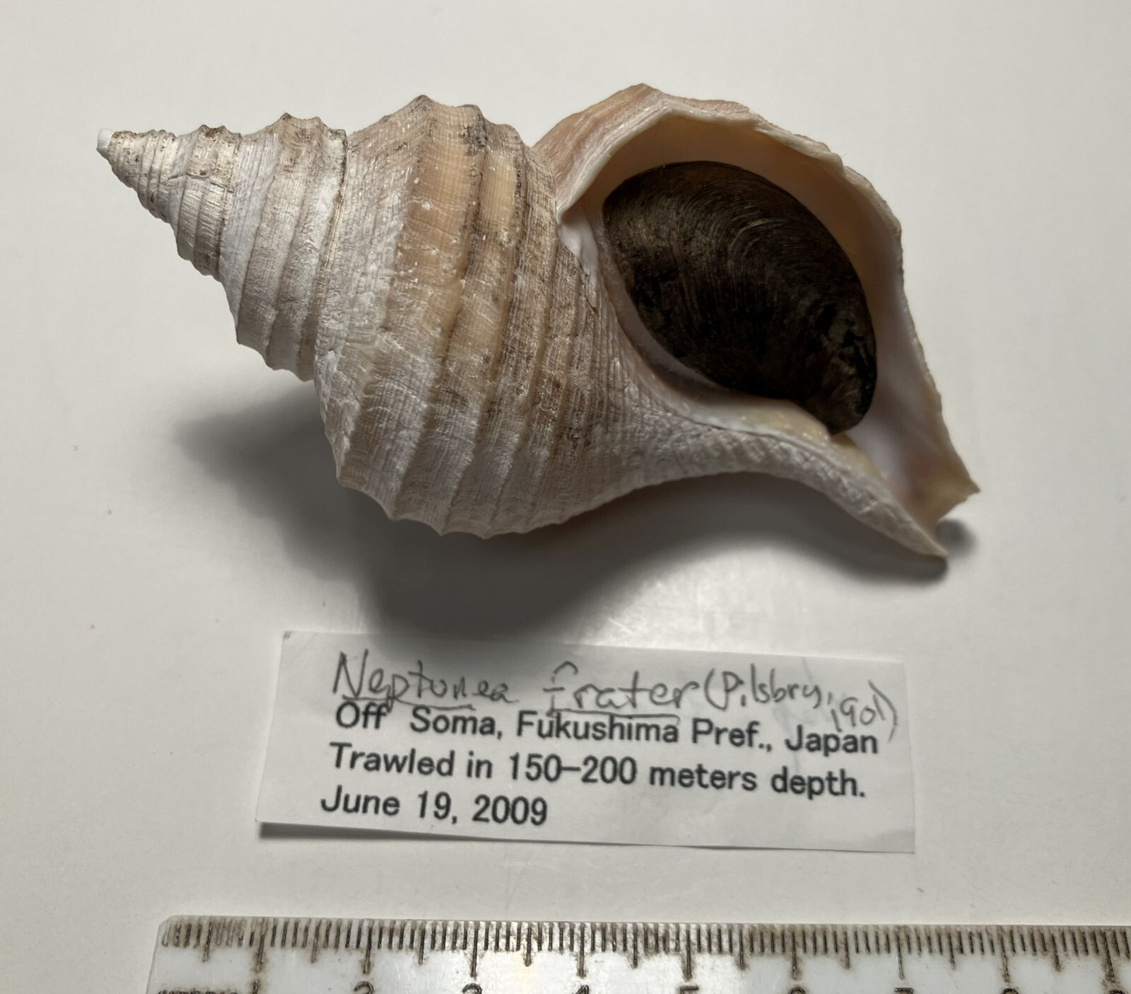 Brother Neptune. Neptunea frater. Good Shape. with operculum. 92 mm