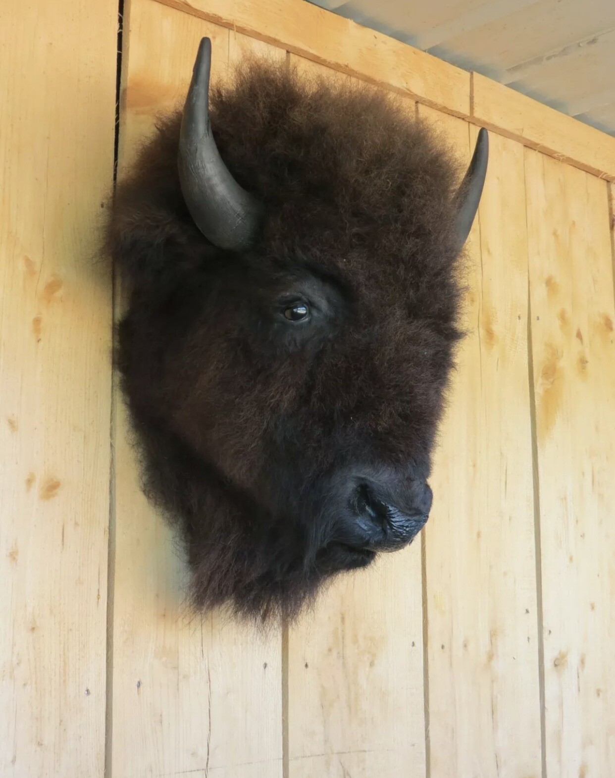 Real Buffalo / Bison Head Taxidermy Mount New Neck Mount