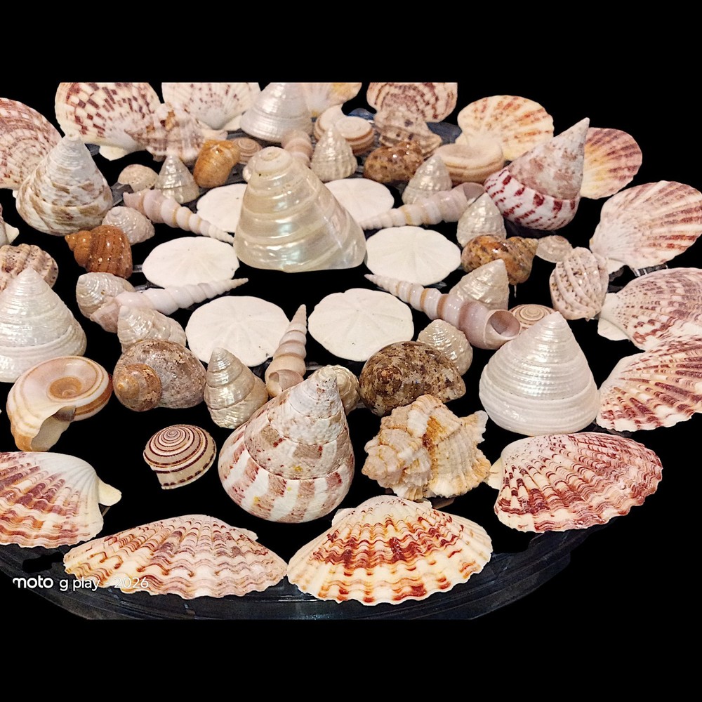 Vintage SeaShells Lot Various Sizes And Shells Beautiful Selection - 67 shells
