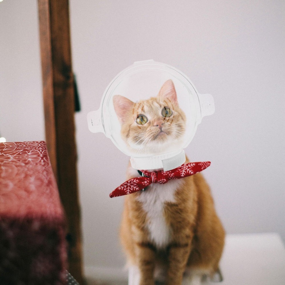 Cat Head Cover Transparent Shield Face Mask Adjustable Protective Hood