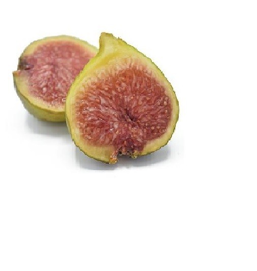 WHITE MADEIRA FIG TREE - 1 Bare root 2 years old