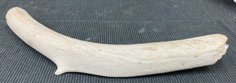 Large Fossil Specimen, Bone, 347mm
