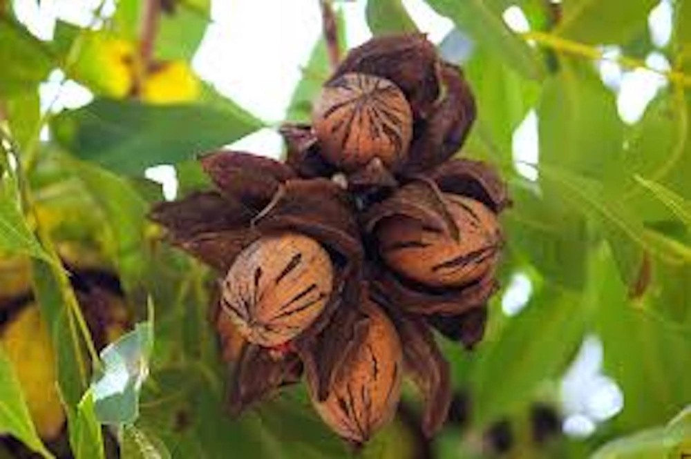 1 Pecan Tree 12-24" Tall Carya illinoinensis Bare Root