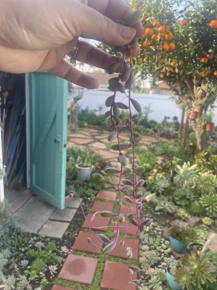 10 Cutting Succulents Ruby Necklace 8”+ ,2-3tip For Each
