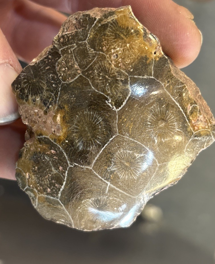 Petrified Coral End Polished