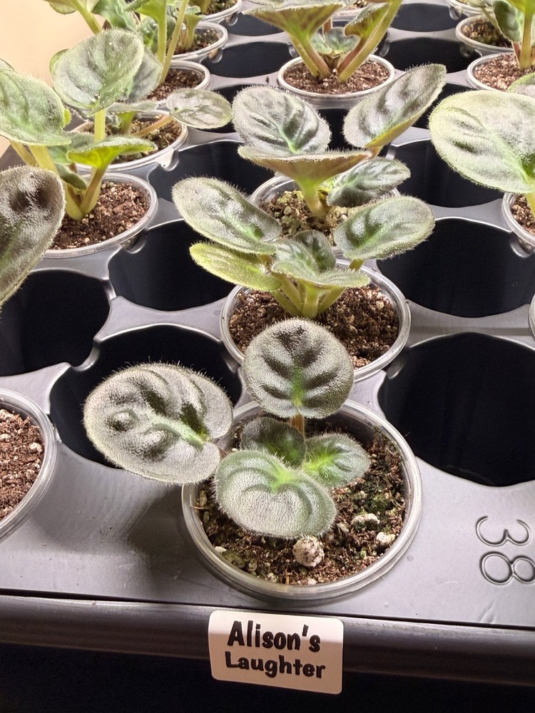 African Violet Plant Alison's Laughter Starter