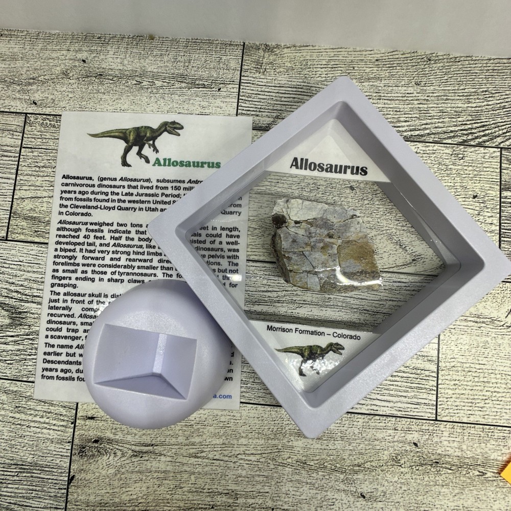Allosaurus Extinct Dinosaur Bone Fossil with Display Case