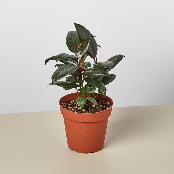 Ficus Elastica 'Burgundy' 4" Pot
