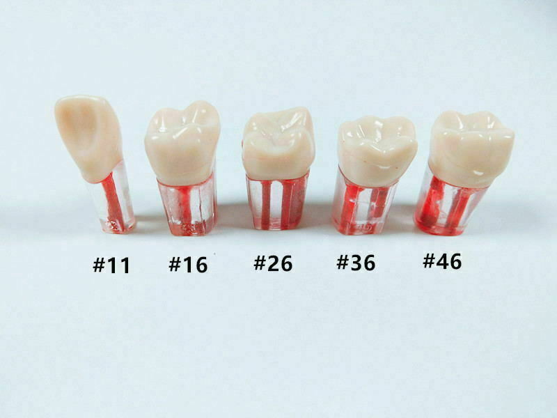 Dental Module Model Pulp Practise Root Canal Dentist Study Endo Training Tubes