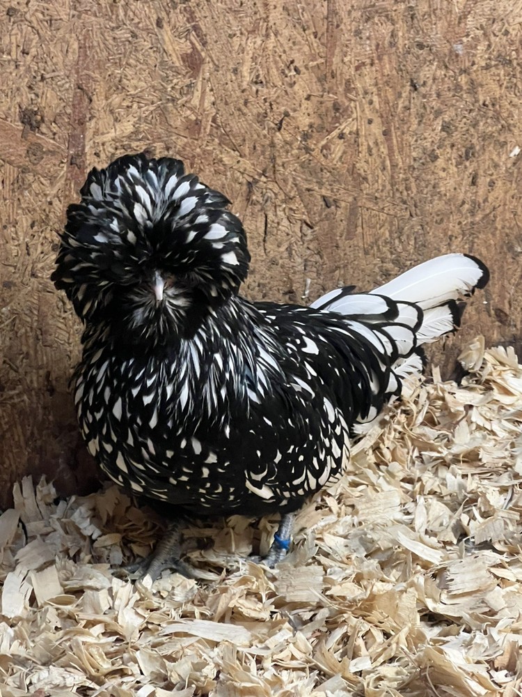 Assorted Bantam Hatching Eggs—Exhibition Line