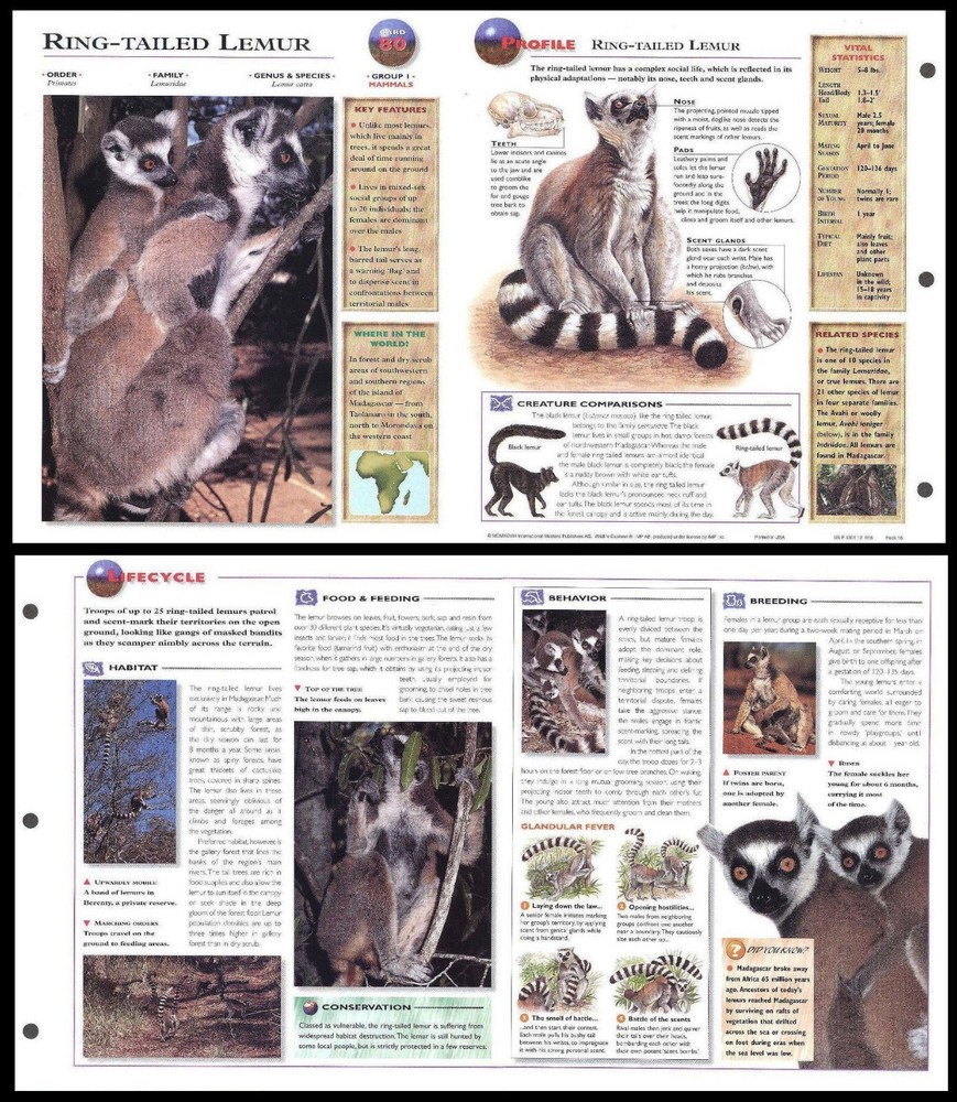 Fold-Out Sheet - Ring-Tailed Lemur - 80